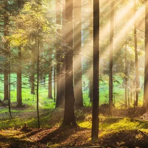 15 forest for the trees windows theme