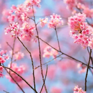 18 cherry blossoms windows theme