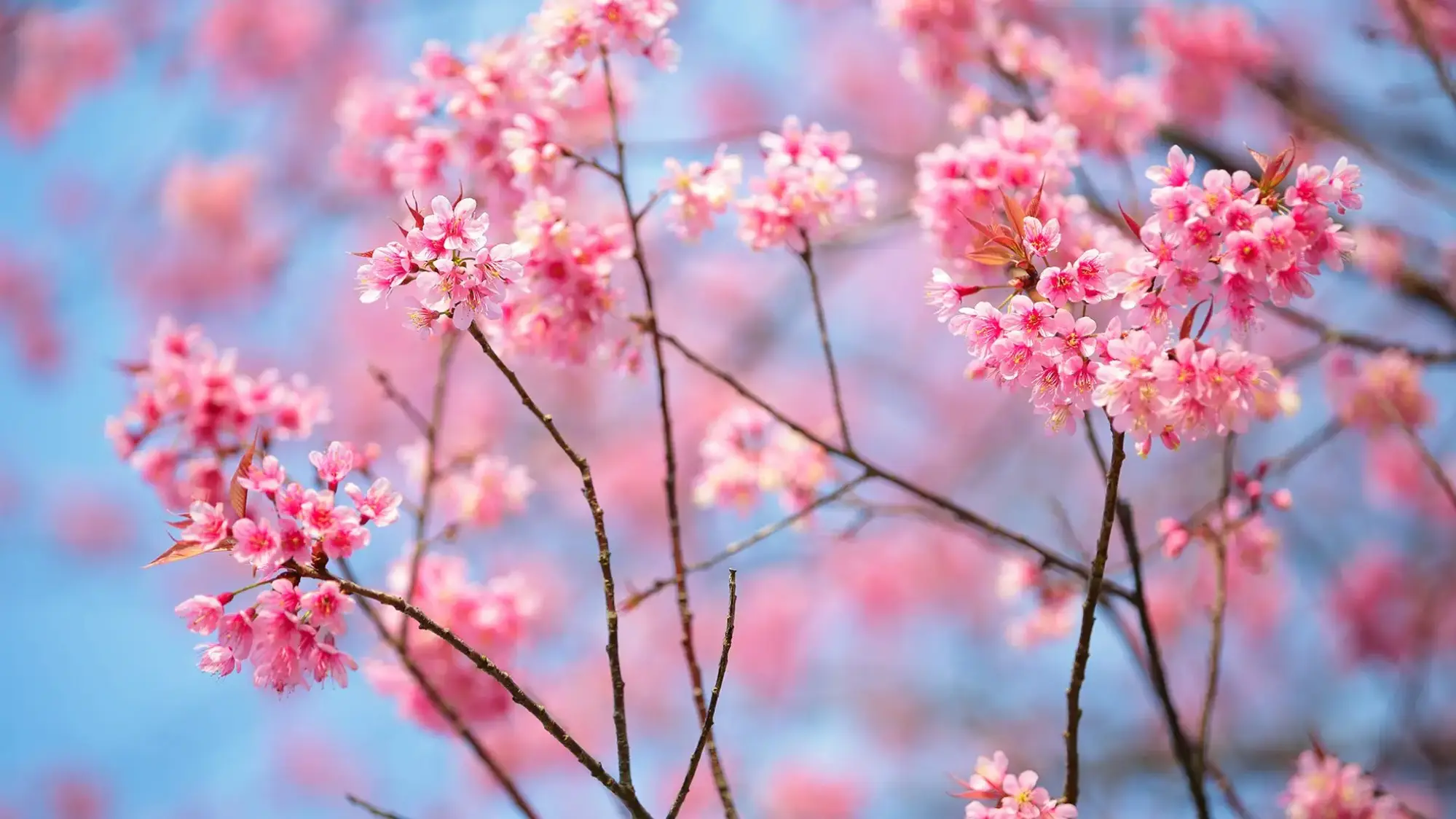 Cherry Blossoms wallpaper preview on a Windows desktop