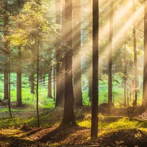 04 forest for the trees windows theme
