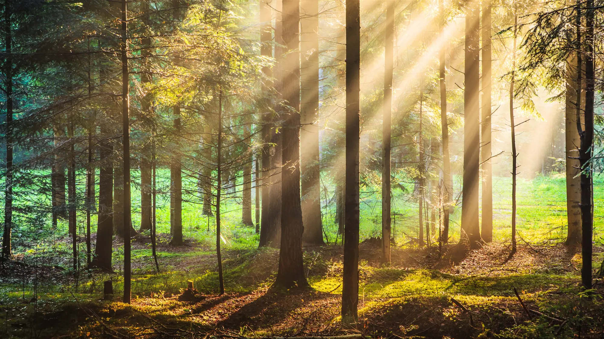 Forest for the Trees wallpaper preview on a Windows desktop