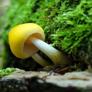 05 the forest floor windows theme