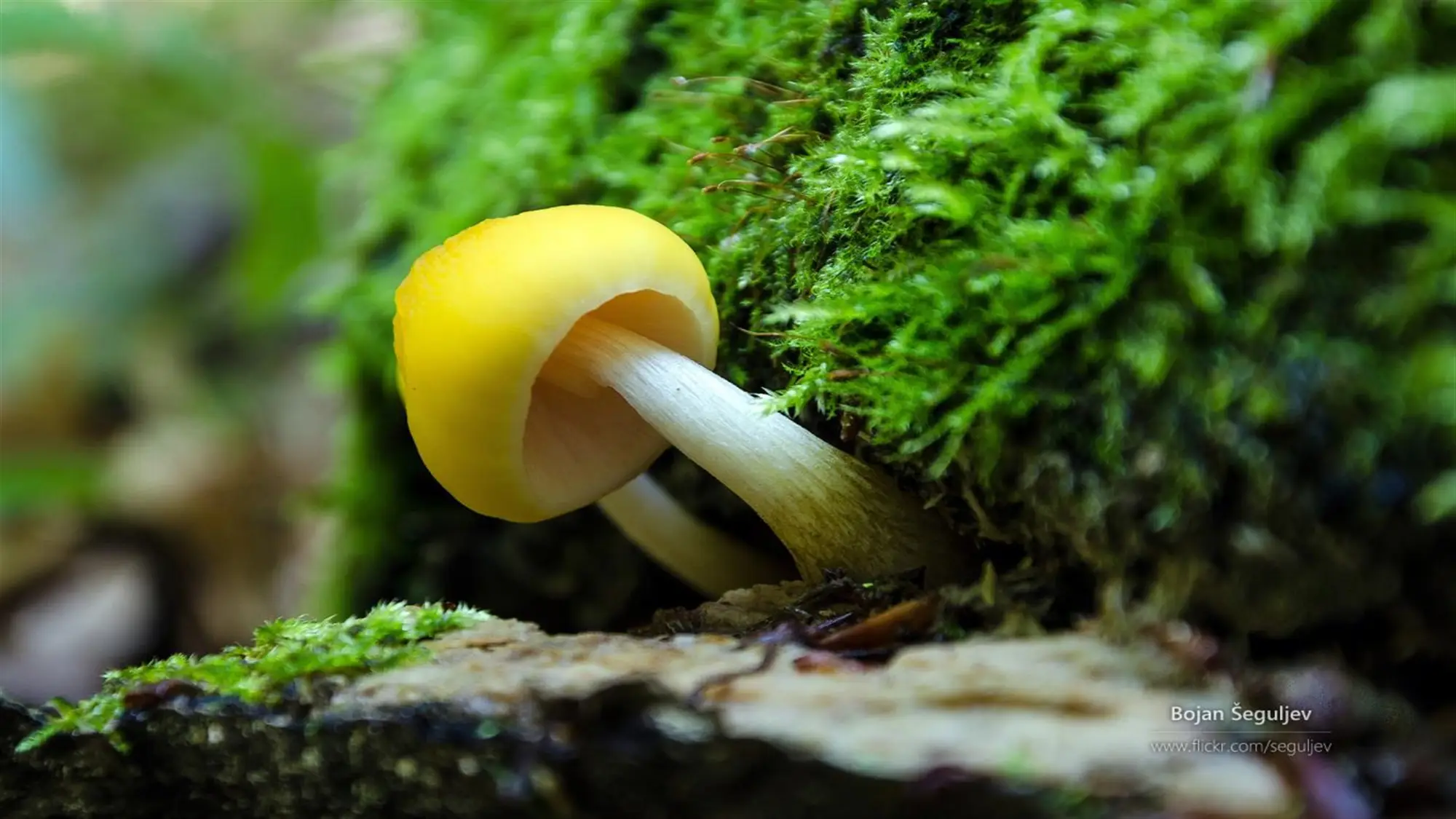 The Forest Floor by Bojan Šeguljev wallpaper preview on a Windows desktop