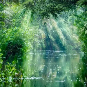 06 amazon rainforest windows theme