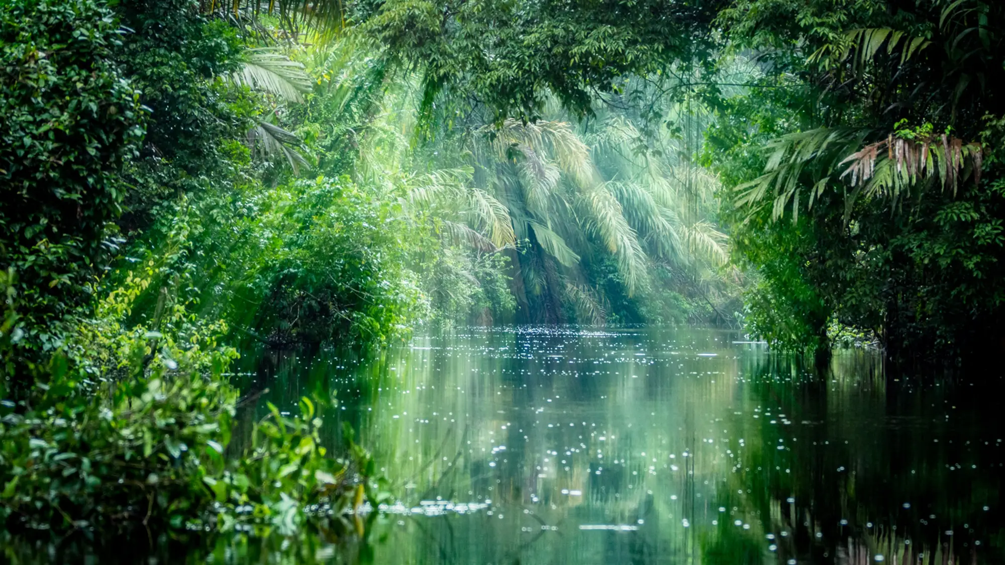 Amazon Rainforest wallpaper preview on a Windows desktop