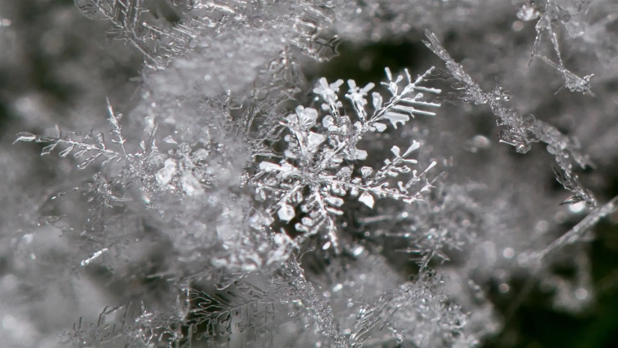 Frost Macros by Duncan Lawler wallpaper preview on a Windows desktop