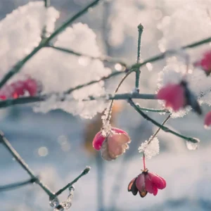 18 flowers in the snow windows theme