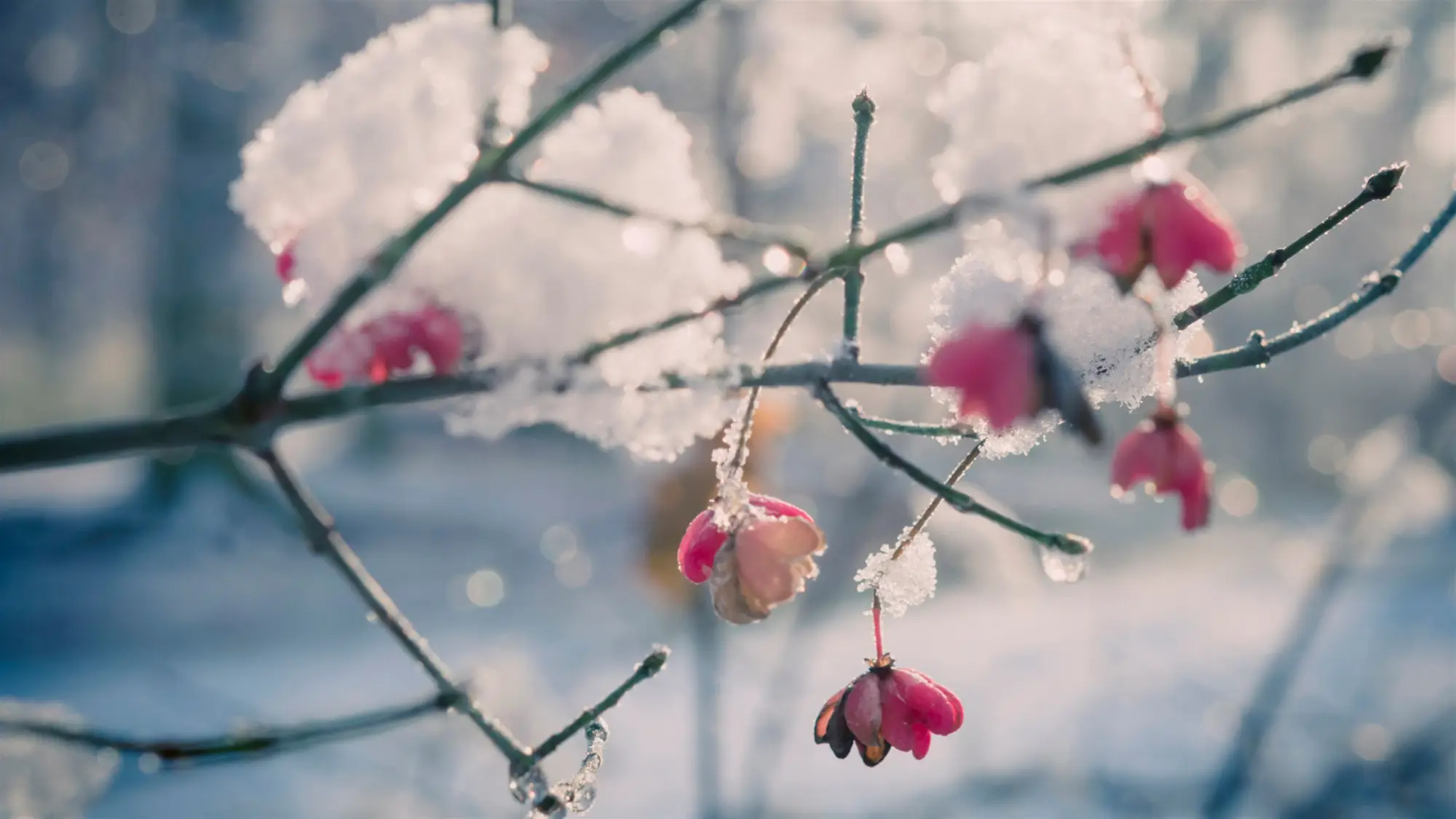 Flowers in the Snow wallpaper preview on a Windows desktop