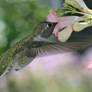 19 hummingbirds windows theme