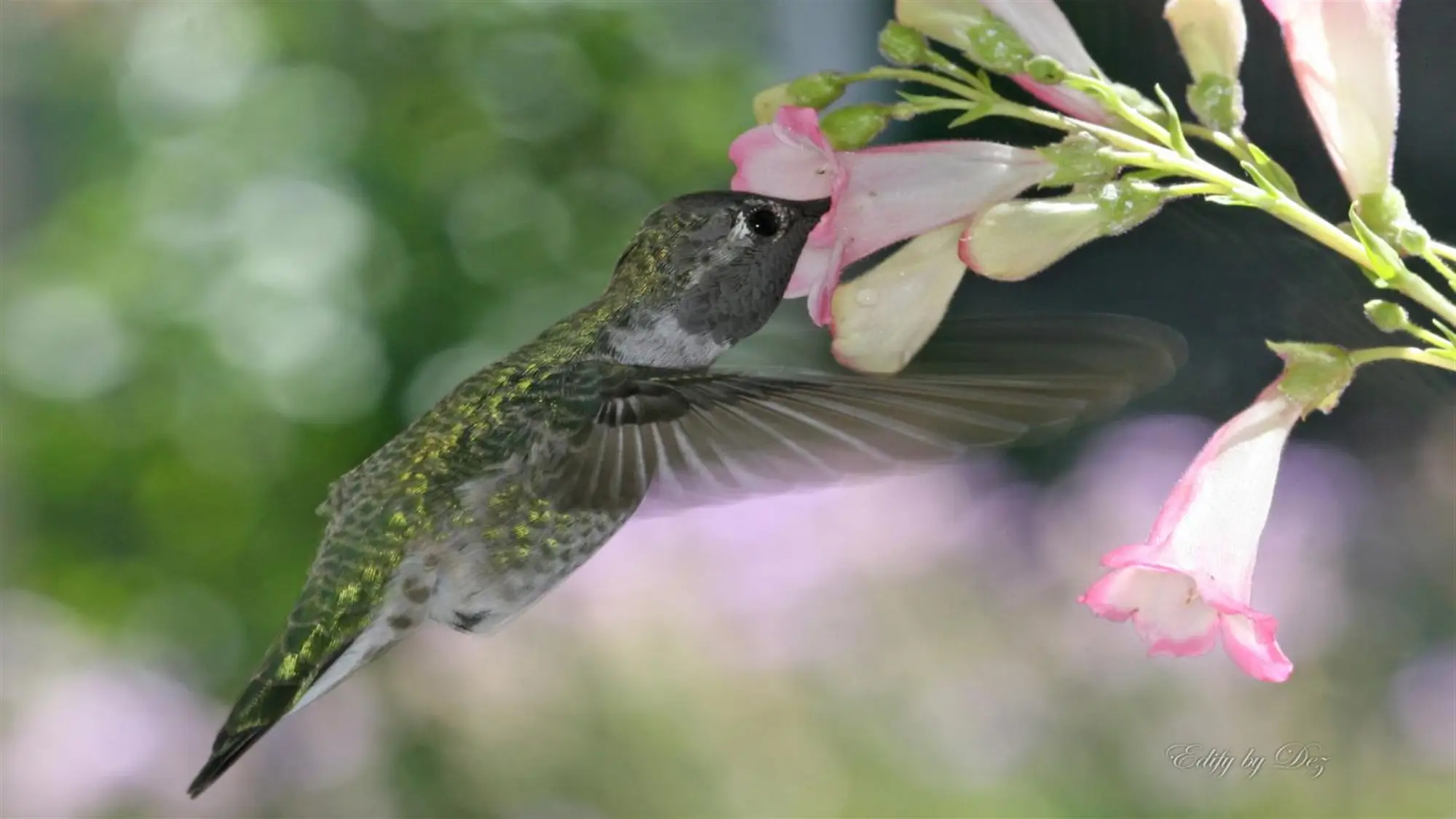 Hummingbirds by Desiree Skatvold wallpaper preview on a Windows desktop