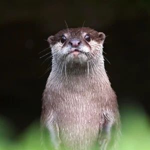 20 otters windows theme