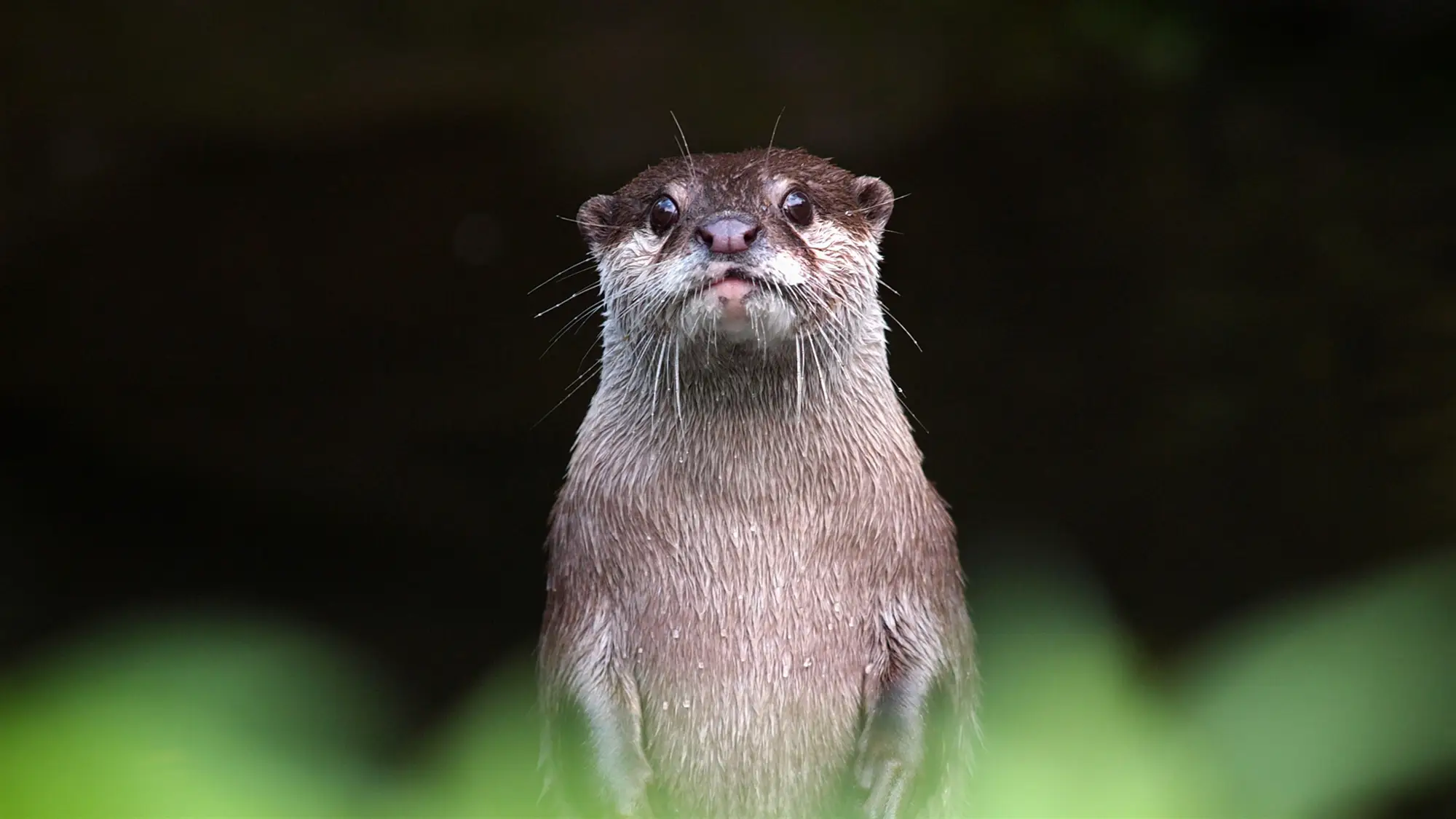 Otters wallpaper preview on a Windows desktop