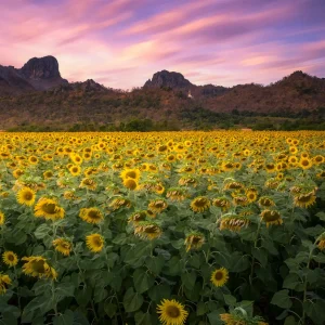 22 fields of flowers windows theme