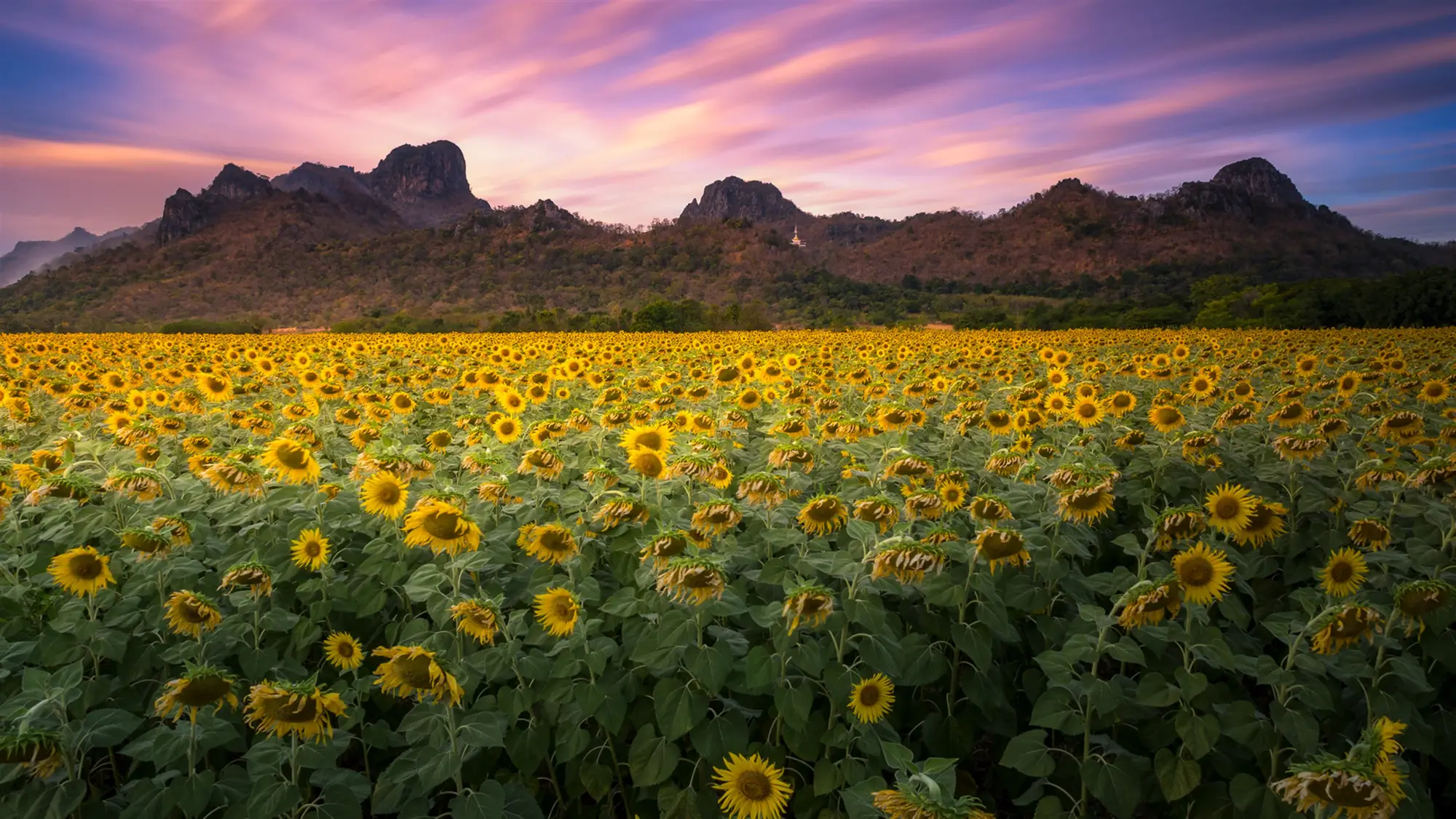 Fields of Flowers wallpaper preview on a Windows desktop