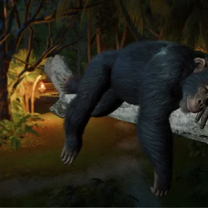 A Western Chimpanzee sleeps draped over a log tied with rope in a Planet Zoo 2 habitat at dusk