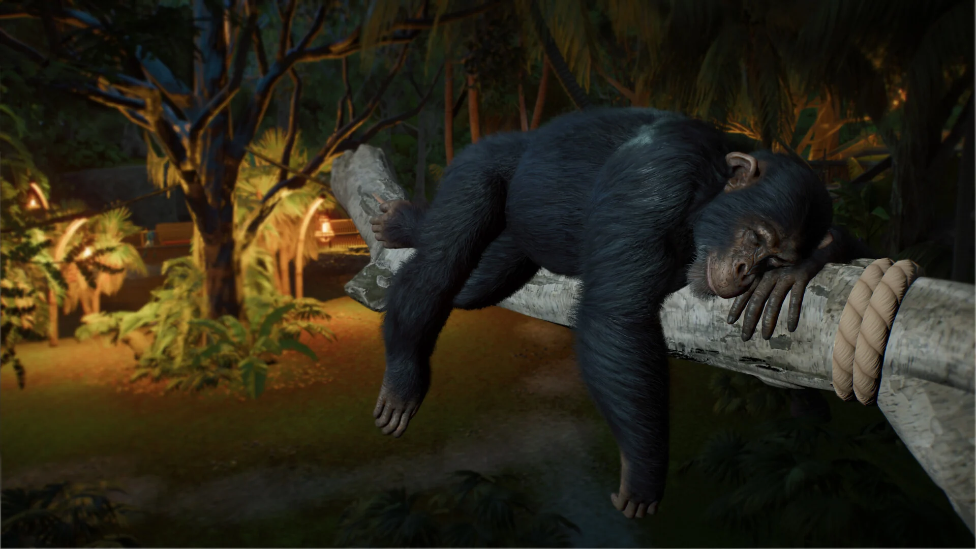 A Western Chimpanzee sleeps draped over a log tied with rope in a Planet Zoo 2 habitat at dusk