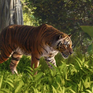 A Sumatran Tiger walks through tall green grass in a Planet Zoo 2 jungle habitat