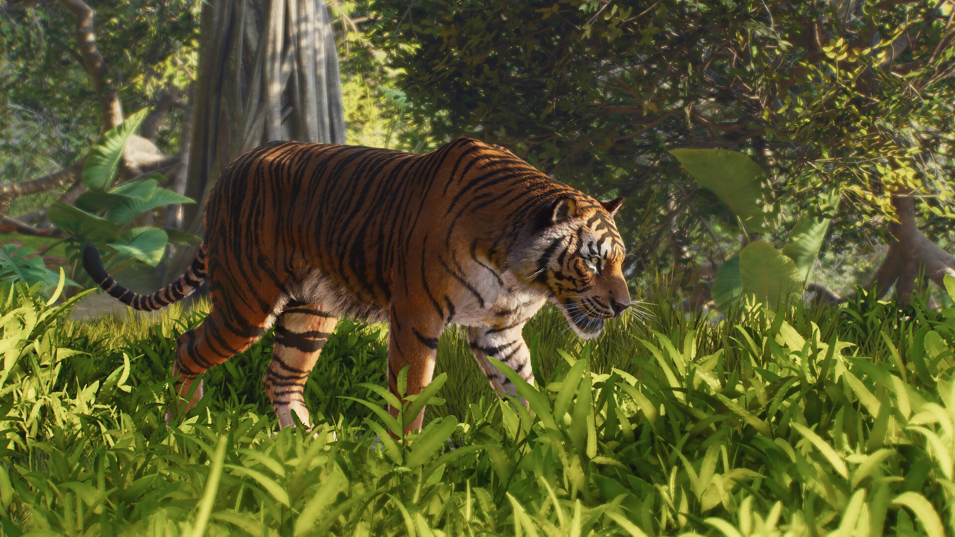 A Sumatran Tiger walks through tall green grass in a Planet Zoo 2 jungle habitat