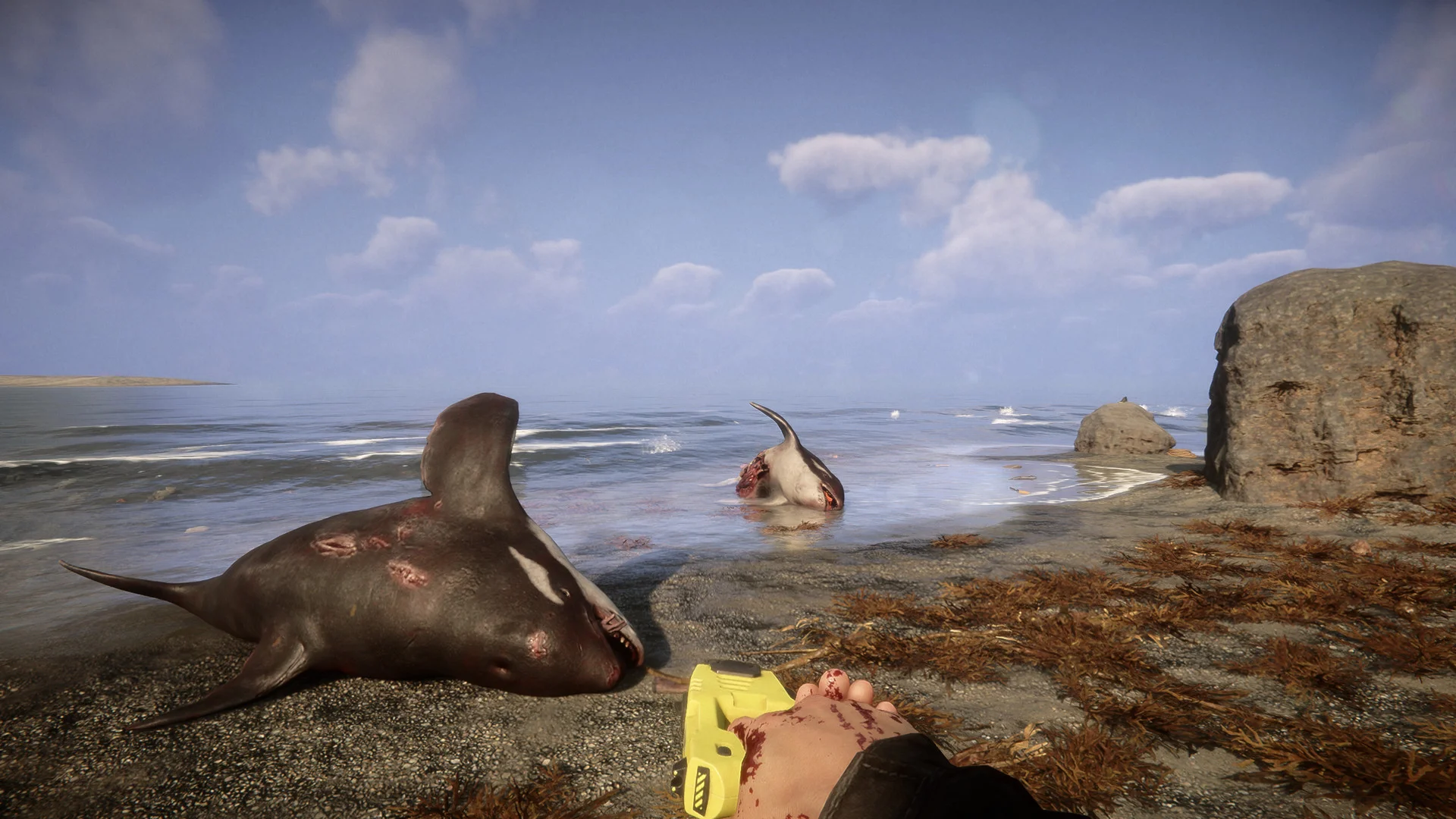 First-person view holding the yellow GPS locator on a beach next to a dead orca washed up on the shore