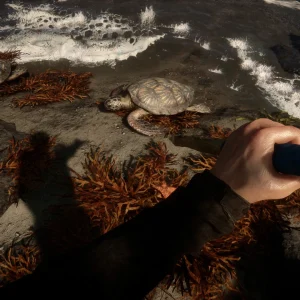 Sons of the Forest sea turtles on the shore